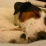 Jack russell terrier Disa