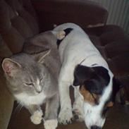 Jack russell terrier Disa