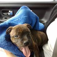 Staffordshire bull terrier Morgan Le Fay Balto/KENZO
