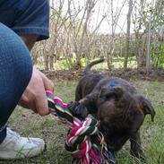 Staffordshire bull terrier Morgan Le Fay Balto/KENZO