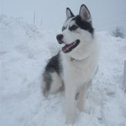 Siberian husky Coco