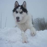 Siberian husky Coco