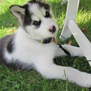 Siberian husky Coco