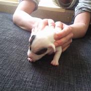 Jack russell terrier Sybjergs Iris