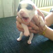 Jack russell terrier Sybjergs Iris