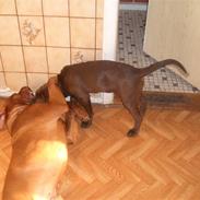 Dogue de bordeaux Rocky RIP: