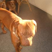 Dogue de bordeaux Rocky RIP: