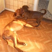 Dogue de bordeaux Rocky RIP: