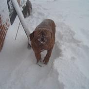 Dogue de bordeaux Rocky RIP: