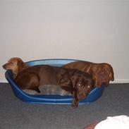 Dogue de bordeaux Rocky RIP: