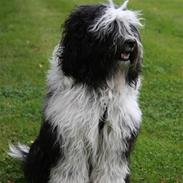 Tibetansk terrier  Night love of  Morris 