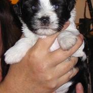 Tibetansk terrier  Night love of  Morris 