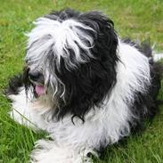 Tibetansk terrier  Night love of  Morris 