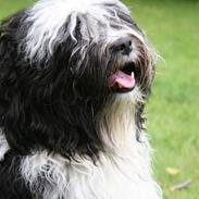 Tibetansk terrier  Night love of  Morris 