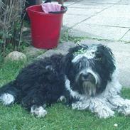 Tibetansk terrier  Night love of  Morris 