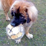 Leonberger Kausholm´s Zica