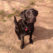 Labrador retriever FM1 Bella <3