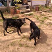 Labrador retriever FM1 Bella <3