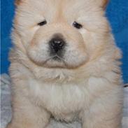 Chow chow Gaia