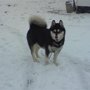 Alaskan malamute Diesel