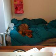 Blanding af racer Misha