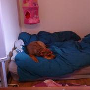 Blanding af racer Misha