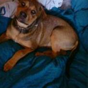 Blanding af racer Misha