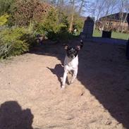 Dansk svensk gaardhund Zeus <33