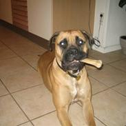 Bullmastiff Cali 