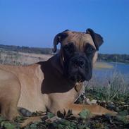 Bullmastiff Cali 