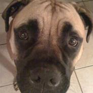 Bullmastiff Cali 