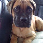Bullmastiff Cali 
