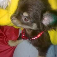 Chihuahua zilona