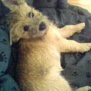 Cairn terrier to-ken-jas Dandy