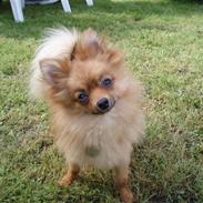 Pomeranian Donna
