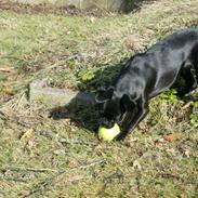 Griffon petit brabancon Bastian