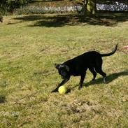 Griffon petit brabancon Bastian