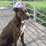 Blanding af racer sita