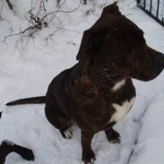 Blanding af racer sita