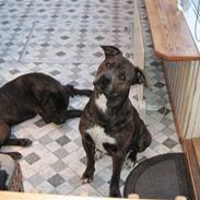 Blanding af racer sita