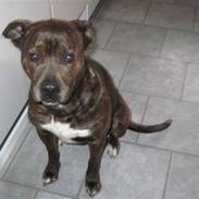 Blanding af racer sita