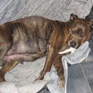 Blanding af racer sita