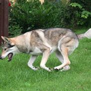 Tjekkoslovakisk ulvehund Cember
