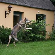 Tjekkoslovakisk ulvehund Cember