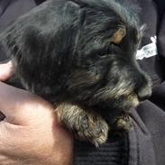 Blanding af racer WILMA