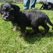 Blanding af racer WILMA