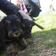 Blanding af racer WILMA