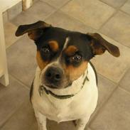 Dansk svensk gaardhund Minnie