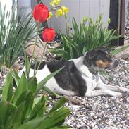 Dansk svensk gaardhund Minnie