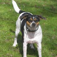 Dansk svensk gaardhund Minnie